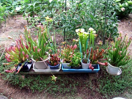 たまには食虫植物 コーイチの庭日記