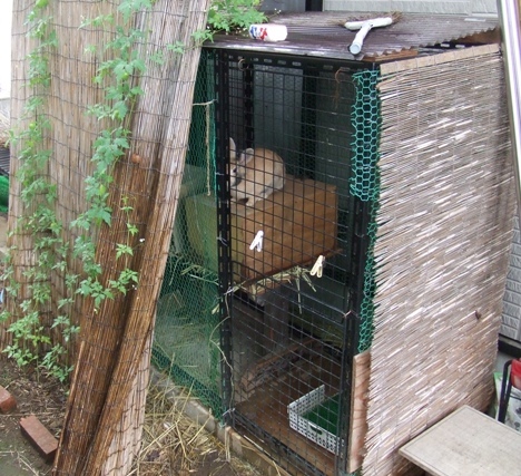 ウサギ小屋増築する 4 5 4 6 コーイチの庭日記